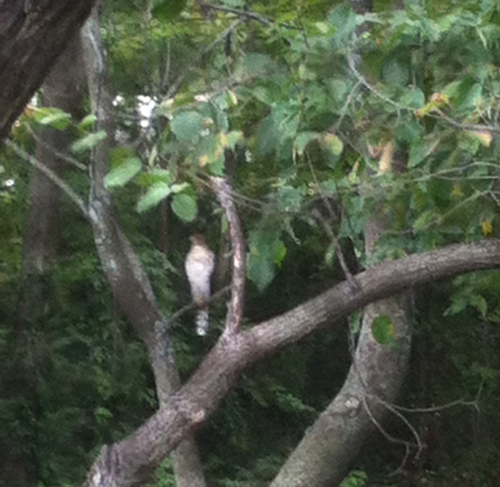 Kristen Fellows Walker - adult amateur Hawk perched outside the second floor balcony - quick cell phone photo Hawk