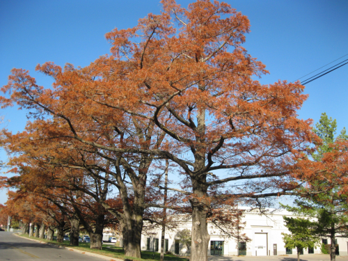 Marie Dolembo - adult amateur 2nd Street near McDonald Drive Fall Trees