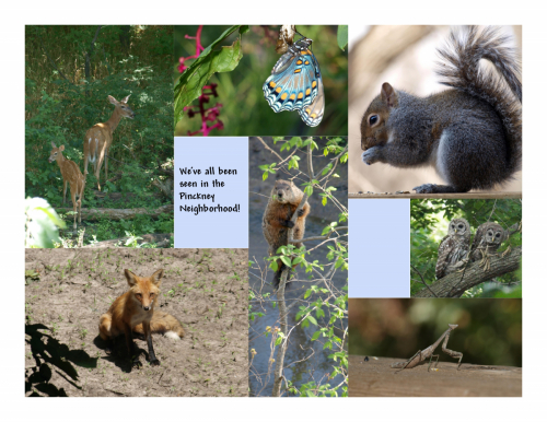 Contributed by Elizabeth Stevens, a Pinckney Neighborhood resident. She challenges you to contribute your photos of wildlife seen in the neighborhood. Collage