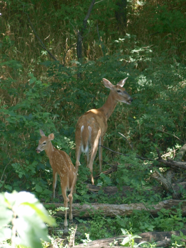 Contributed by Elizabeth Stevens Deer