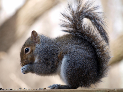 Contributed by Elizabeth Stevens Grey Squirrel