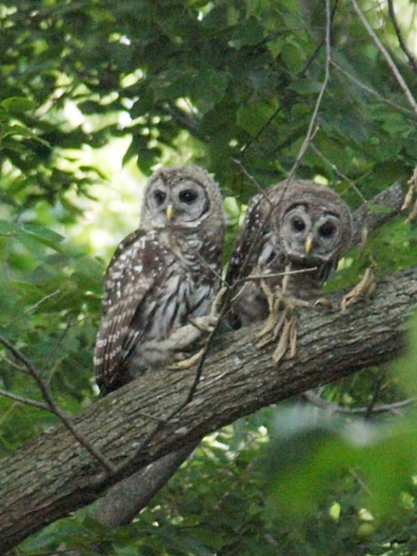 Contributed by Elizabeth Stevens Northern Spotted Owls