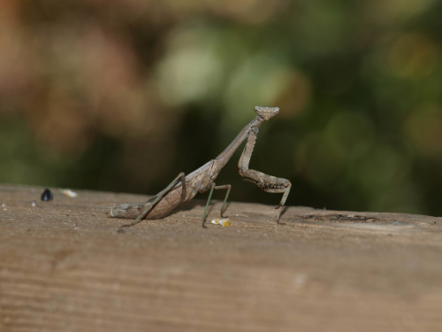 Contributed by Elizabeth Stevens Praying Mantis