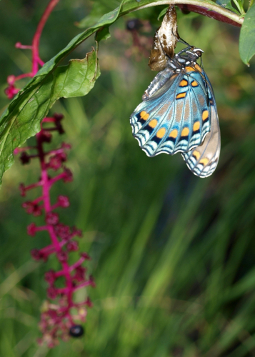 Contributed by Elizabeth Stevens Red-spotted Purple (Limenitis arthemis astyanax)